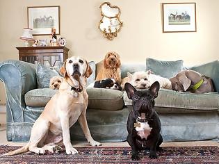 Φωτογραφία για O «Οίκος του Κοπρίτη» προσφέρει… σκυλίσια ζωή!