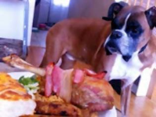 Φωτογραφία για Συγκινητικό: Ο καρκινοπαθής σκύλος και το τελευταίο του γεύμα (ΒΙΝΤΕΟ)
