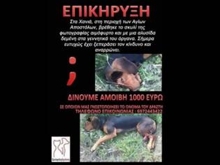 Φωτογραφία για Κρήτη: Επικήρυξαν με 1.000 € άθλιο βασανιστή σκύλου
