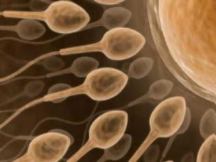 Φωτογραφία για Υγιέστερο σπέρμα ίσον περισσότερα χρόνια ζωής