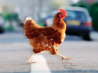 Φωτογραφία για Ένα κοτόπουλο διασχίζει το δρόμο.