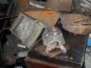 Φωτογραφία για Εφτάψυχη χελώνα έμεινε κλεισμένη 30χρονια σε αποθήκη και επέζησε