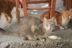 Οι γάτες είναι «φονικές μηχανές»
