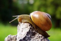 Σαλιγκάρια: μια πολλά υποσχόμενη εκτροφή - Όσα πρέπει να ξέρετε (video)