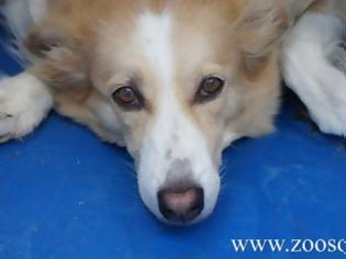 Φωτογραφία για Ζητούν εκπαιδευτές σκύλων για να βοηθήσουν τα 17 σκυλιά του Δήμου Αθηναίων
