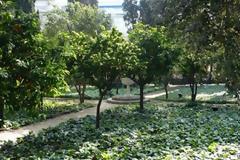 Τα δέντρα κατά της βίας, της φτώχειας και της τρομοκρατίας