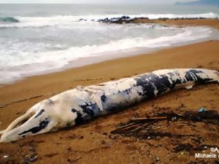 Φωτογραφία για Πτεροφάλαινα ξεβράστηκε στις ακτές της Κυπαρισσίας [video]