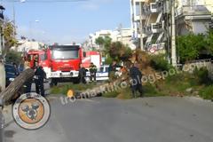Δέντρο μες τη μέση του δρόμου στο Περιστέρι