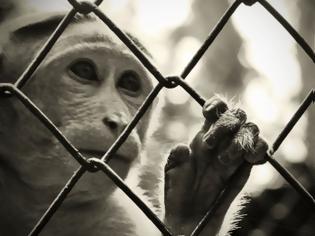 Φωτογραφία για “Τέλος” στα πειράματα σε ζώα για καλλυντικά στην Ευρώπη