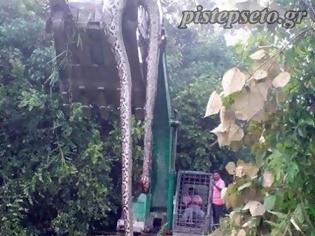 Φωτογραφία για ΣΟΚ: Βρέθηκε γιγάντιο Φίδι, μήκους 16.7 μέτρων, 300 κιλών και 140 χρόνων