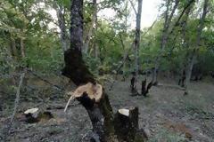 Σε έξαρση η λαθροϋλοτομία στην Αιτωλοακαρνανία