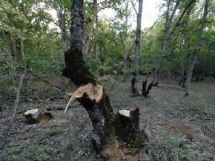 Φωτογραφία για Σε έξαρση η λαθροϋλοτομία στην Αιτωλοακαρνανία