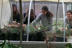 Τμήμα Αγροτικής Ανάπτυξης και Διοίκησης Αγροτικών Επιχειρήσεων: Σχέδιο Αθηνά