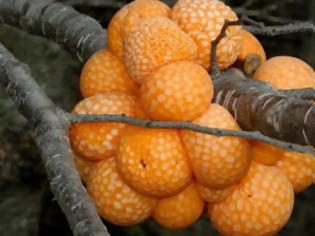 Φωτογραφία για Τα παράξενα «πορτοκάλια» του Δαρβίνου!