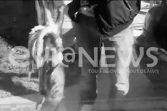 Πευκί: Έπιασε καλαμάρι γίγαντα!