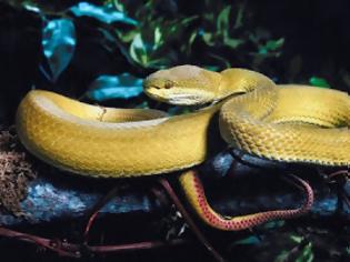 Φωτογραφία για Ζισικιάο: To χωριό που πλουτίζει εκτρέφοντας φίδια