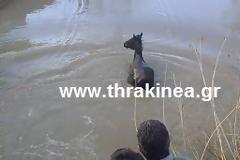 Διάσωση αλόγου από αρδευτικό κανάλι