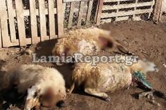 Λαμία: Αγέλη αδέσποτων σκυλιών κατασπάραξε πρόβατα