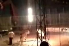 Τίγρη κατασπαράσσει τον εκπαιδευτή της μέσα σε τσίρκο [video]