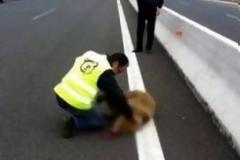 Νεκρό ακόμη ένα αρκουδάκι στην Εγνατία Οδό