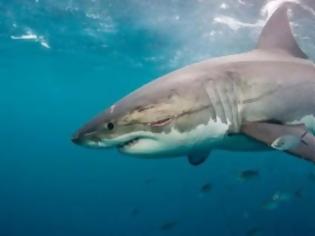 Φωτογραφία για Καταδικάστηκε ψαράς που έπιασε λευκό καρχαρία