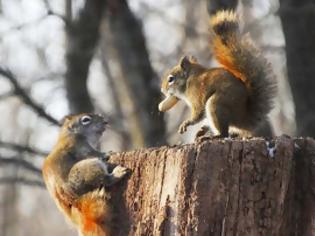 Φωτογραφία για Μονομαχία δύο σκίουρων για… ένα φιστίκι!