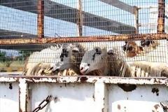 Έκλεψαν τα πρόβατα κτηνοτρόφου στη Σητεία