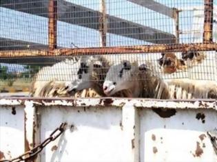 Φωτογραφία για Έκλεψαν τα πρόβατα κτηνοτρόφου στη Σητεία