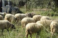 Γιάννενα: 67 πρόβατα έκαναν ... φτερά