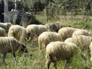 Φωτογραφία για Γιάννενα: 67 πρόβατα έκαναν ... φτερά