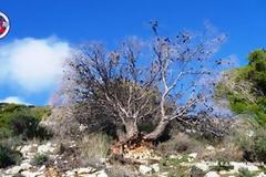 Τα πεύκα του Υμηττού πεθαίνουν μαζικά – Μυστηριώδης επιδημία