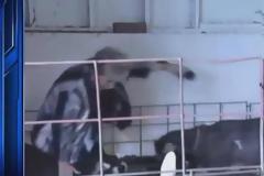 Κατσίκα ρίχνει κάτω δημοσιογράφο με μια κουτουλιά! [Video]
