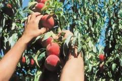 Ξεκινά η καταβολή οφειλών σε ροδακινοπαραγωγούς