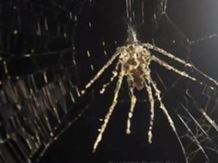 Φωτογραφία για Μικροσκοπική αράχνη φτιάχνει το ομοίωμά της! Δείτε το video!