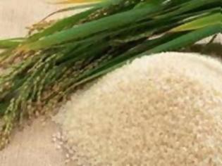 Φωτογραφία για Καλλιέργεια «χρυσού» ρυζιού στις Φιλιππίνες