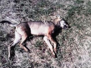 Φωτογραφία για ΑΡΚΤΟΥΡΟΣ: σκοτώνουν τα άγρια ζώα στο Facebook και τα ζευγαρώνουν με αγγελίες
