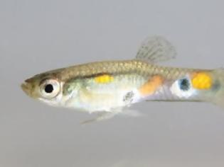 Φωτογραφία για T' αρσενικά ψάρια Poecilia reticulata