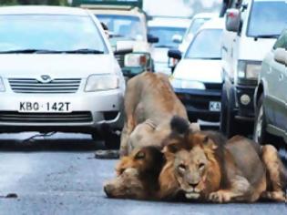 Φωτογραφία για Λιοντάρια προκαλούν… μποτιλιάρισμα!