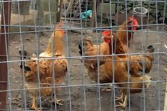Αχαΐα: Της ζητούν αποζημίωση 300 ευρώ για τις κότες που έφαγε ο σκύλος της