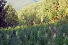 Ήπειρος: Κλεμμένα αγροτικά καταλήγουν στην Αλβανία ως... υδροφόρες στις χασισοφυτείες!