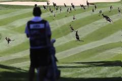 Γκολφ: Καγκουρό εισέβαλαν σε αγώνα (video)