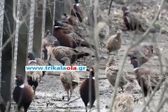Τρίκαλα: Διαμάχη Κυνηγετικών Συλλόγων για ψόφιους φασιανούς