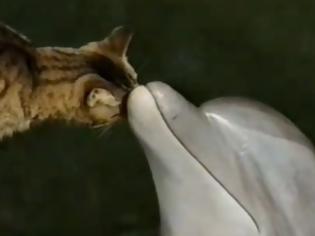 Φωτογραφία για Η μαγεία των ζώων – Δελφίνι και γάτα παίζουν μαζί ! [Video]