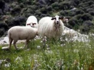 Φωτογραφία για Παραλίγο νεκρός από πρόβατα στο Ίππειος Λέσβου
