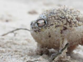 Φωτογραφία για Ο πιο χαριτωμένος βάτραχος στον κόσμο