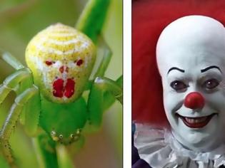 Φωτογραφία για ΑΝΑΤΡΙΧΙΑΣΤΙΚΟ: Δείτε την αράχνη που μοιάζει με… clown!