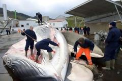 Εφιαλτική “ανανεώσιμη” ενέργεια: φαλαινοθηρικά πλοία “καίνε” φαλαινέλαιο