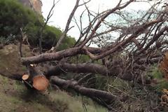 Κόβουν τα δέντρα στην παραλία 