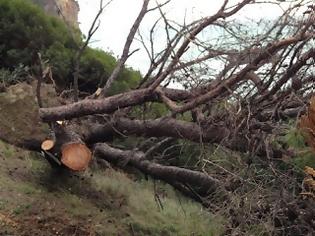 Φωτογραφία για Κόβουν τα δέντρα στην παραλία Αλωνάκι του Δήμου Πάργας και καταστρέφουν το φυσικό περιβάλλον