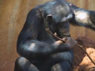 Φωτογραφία για Δεξιόχειρες και οι χιμπατζήδες